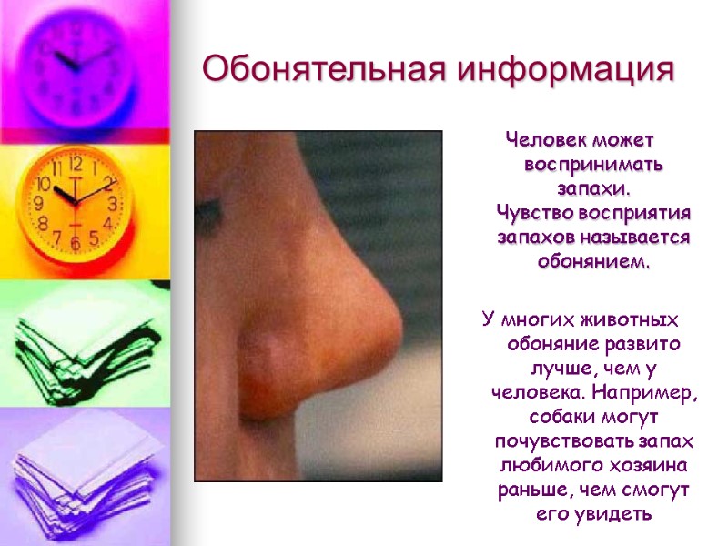 Обонятельная информация Человек может воспринимать запахи. Чувство восприятия запахов называется обонянием.  У многих